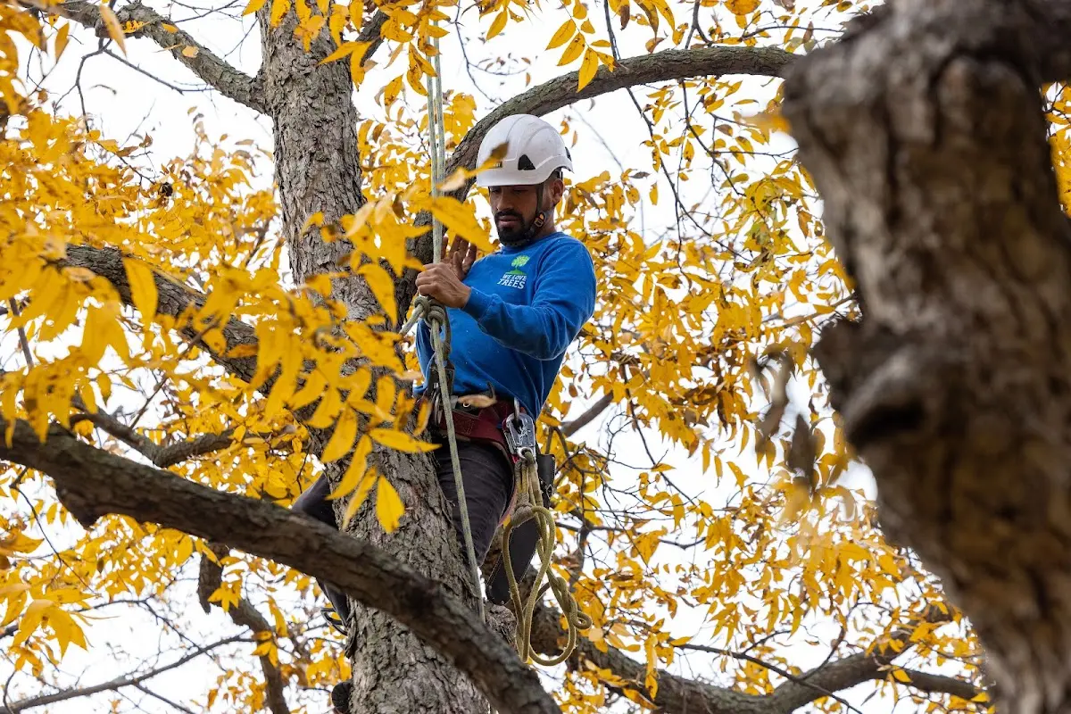 Skilled Storm Damage Cleanup crew working in Cutler