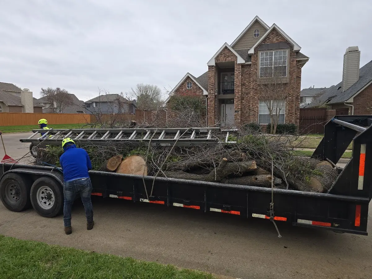 Expert Tree Fertilization with proper safety equipment in Cutler